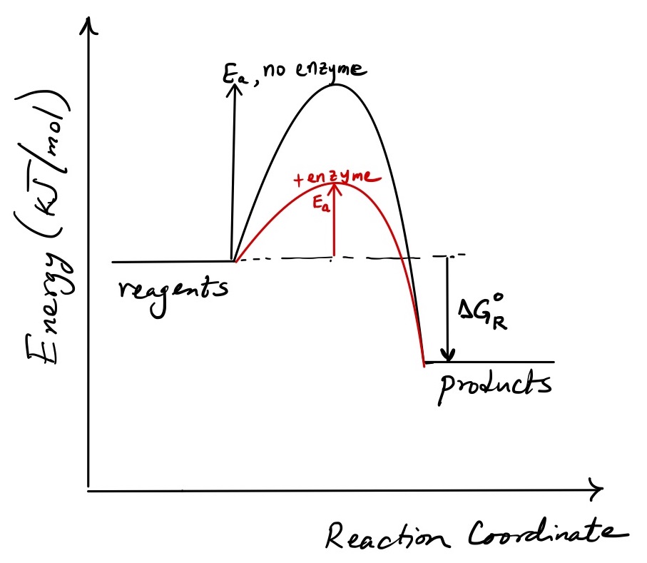Figure 9: The effect of enzyme on the reaction coordinate diagram. An enzyme lowers the activation energy of a reaction but does not affect the standard-state Gibbs free energy of reaction.